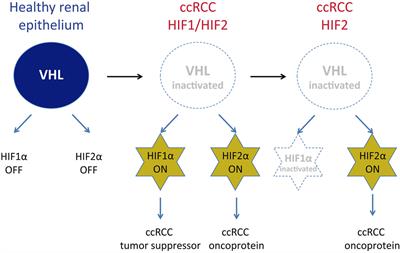 Hypoxia-Inducible Factor 2-Dependent Pathways Driving Von Hippel–Lindau-Deficient Renal Cancer